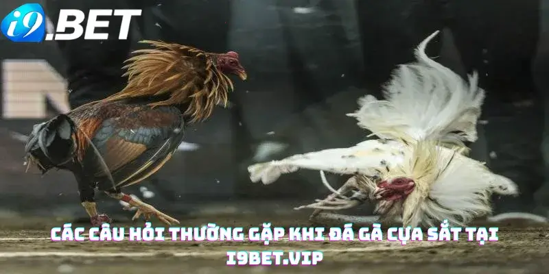 Các câu hỏi thường gặp khi Đá gà cựa sắt tại i9bet.vip
