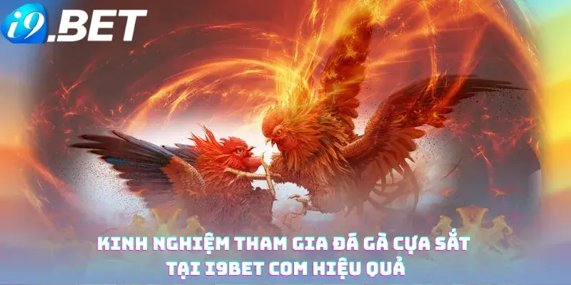 Kinh nghiệm tham gia Đá gà cựa sắt tại i9bet com hiệu quả